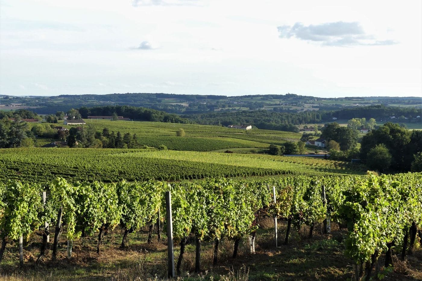 Vinhedos de Monbazillac em colinas suaves perto do moinho de Malfourat