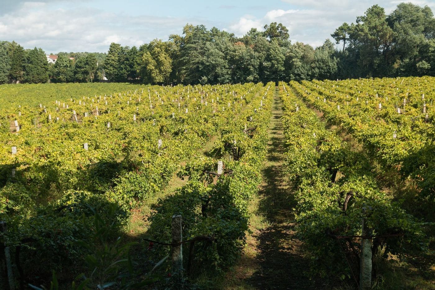 Vinhedo de Alvarinho no Palácio da Brejoeira, em Monção