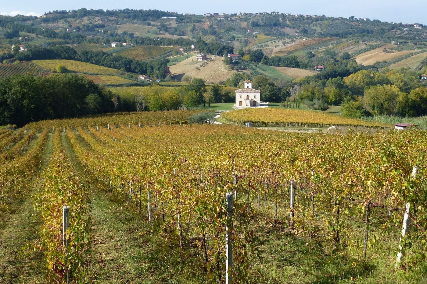 Vinhedo outonal na Val di Foro, Abruzzo, com casa e colinas ao fundo