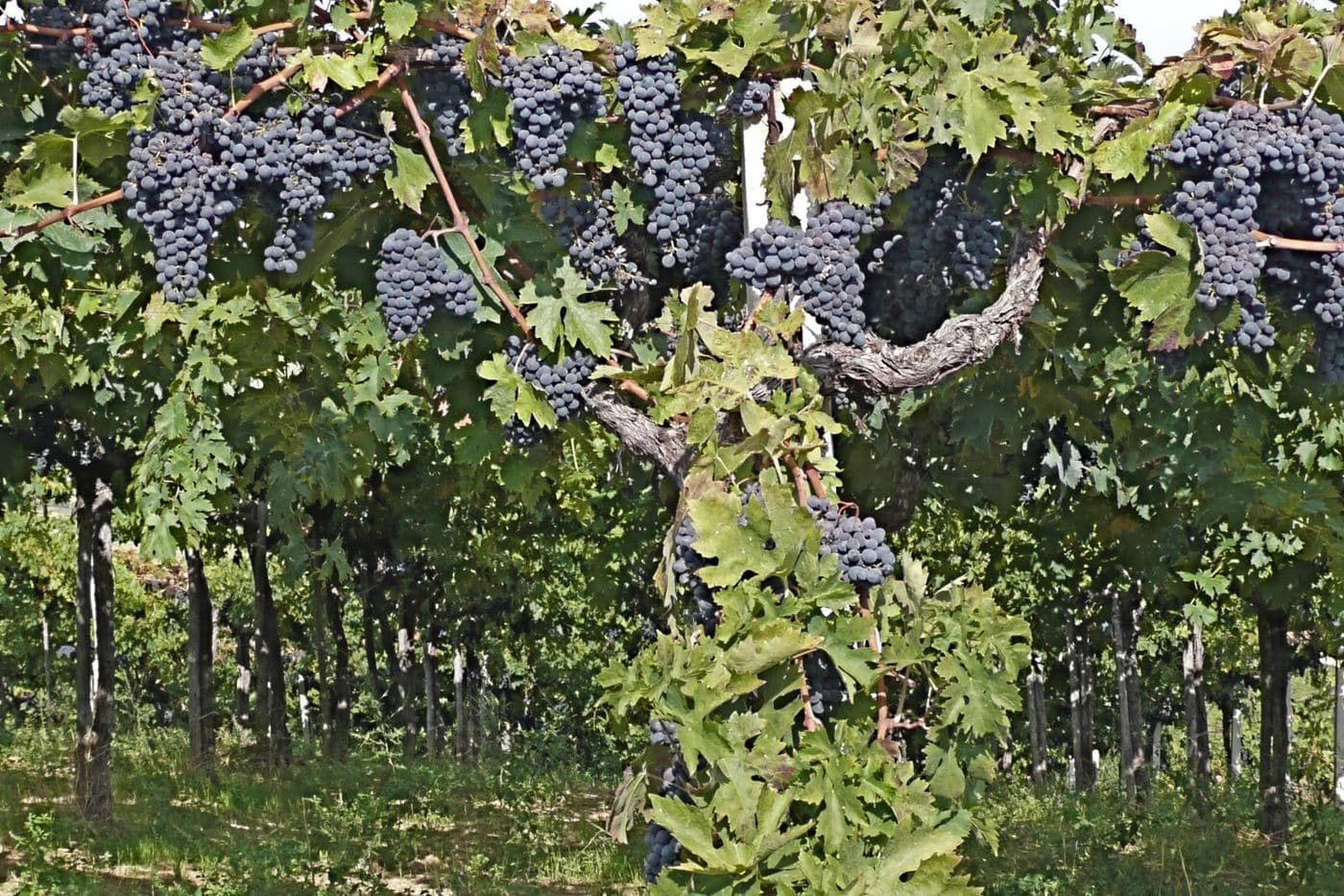 Cachos escuros de Montepulciano na videira em Teramo, Abruzzo