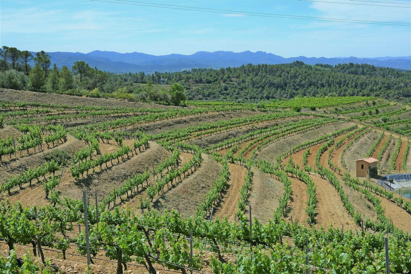 Vinhedos em encostas de Falset, na DO Montsant, com serras ao fundo