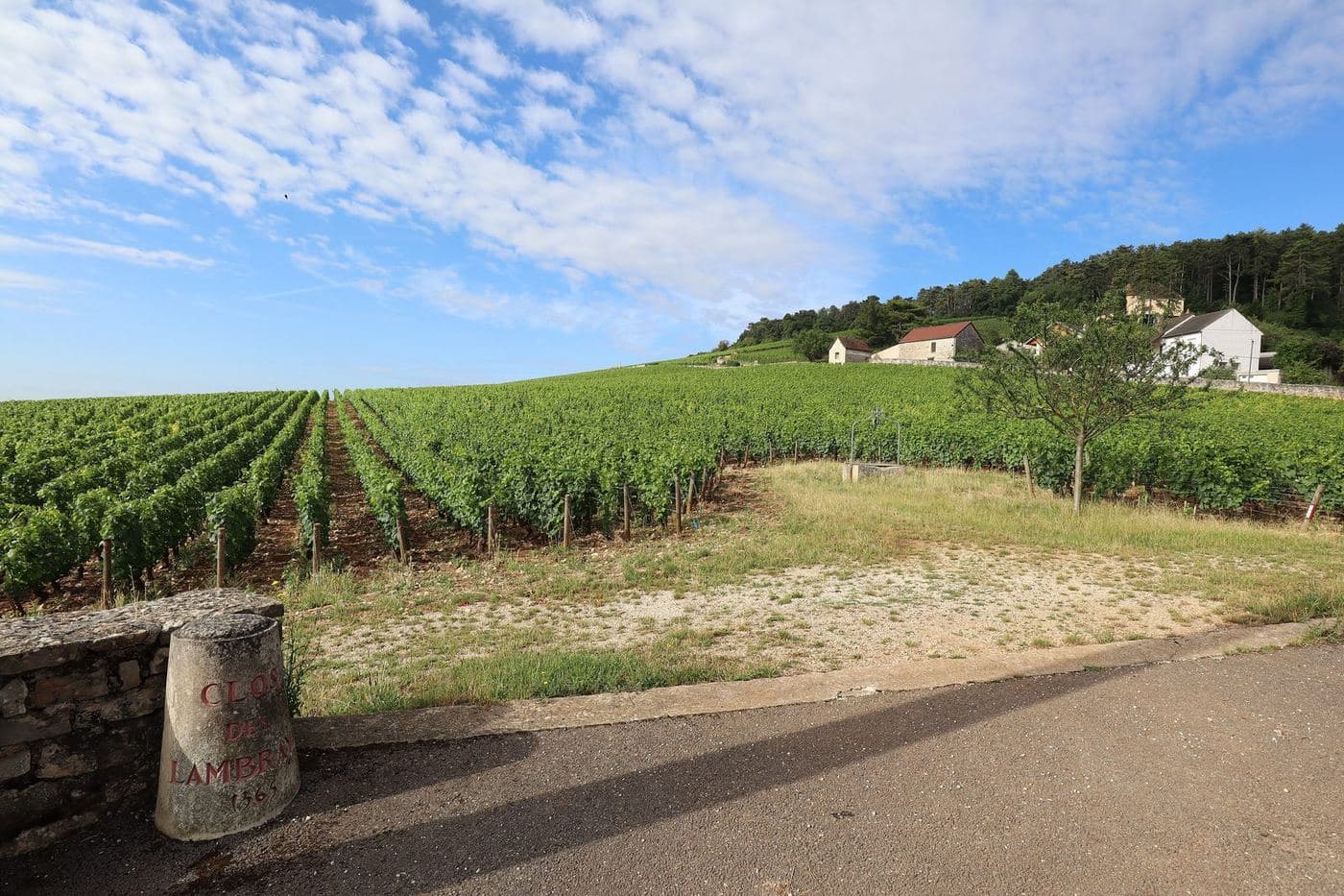 Vinhedos de Morey-Saint-Denis sob céu com nuvens, na Côte de Nuits