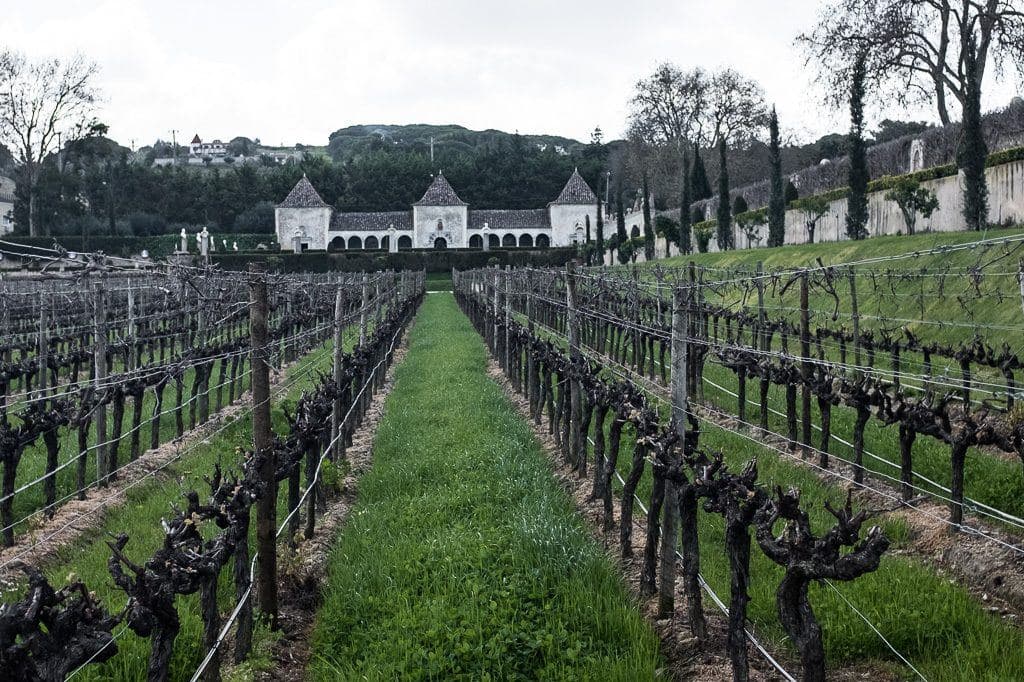 Fileiras de vinhas diante do Palácio da Bacalhôa, em Azeitão