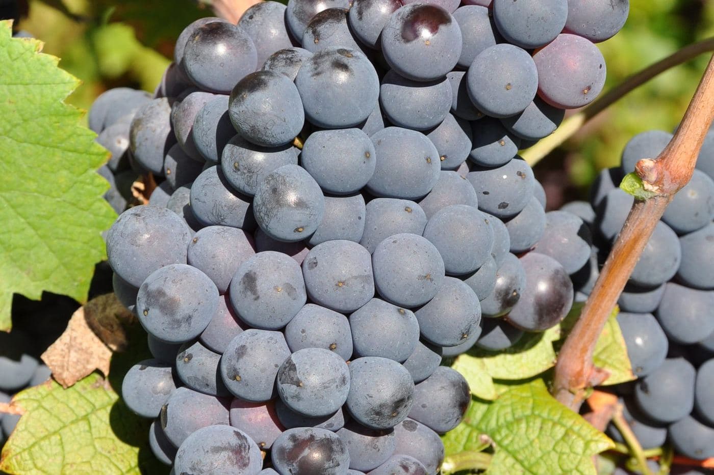 Cacho de Mourvèdre (Monastrell) maduro na videira