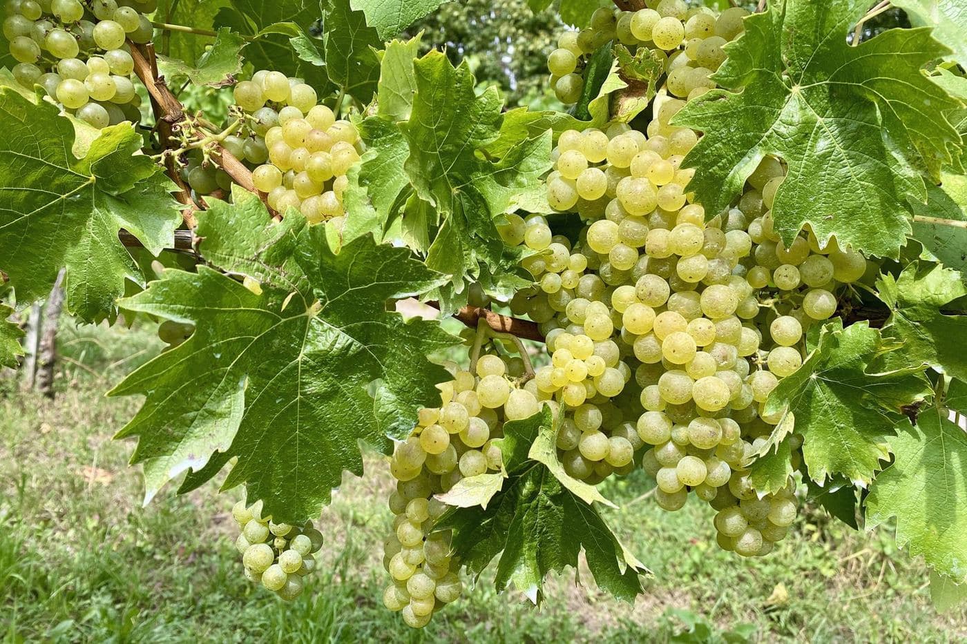 Cachos de uva Müller-Thurgau entre folhas na videira