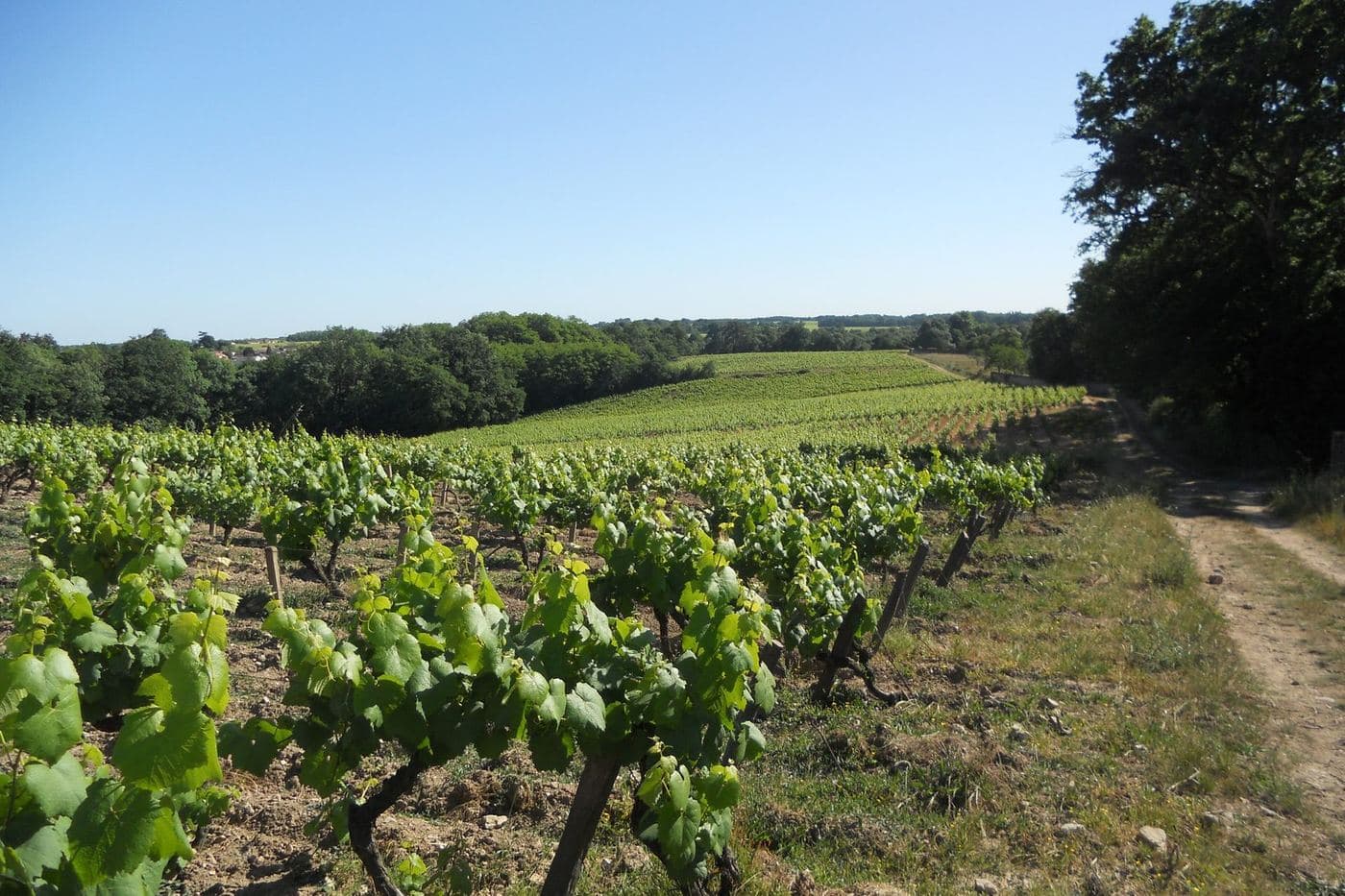 Vinhedo de Melon de Bourgogne na região do Muscadet, Pays Nantais