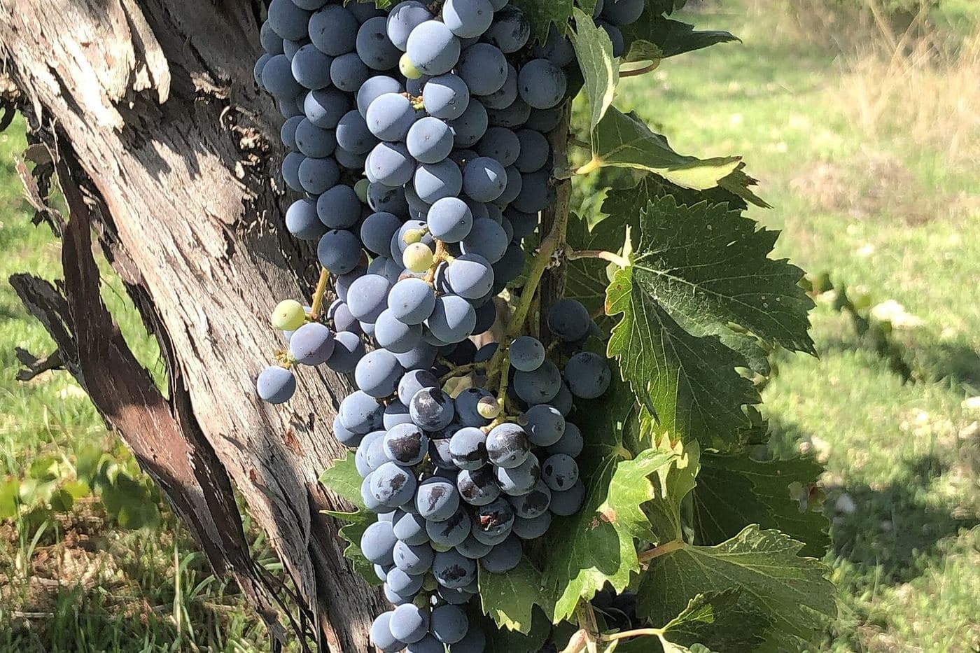 Cachos maduros de Nero d'Avola pendendo da videira em Grotte, Sicília