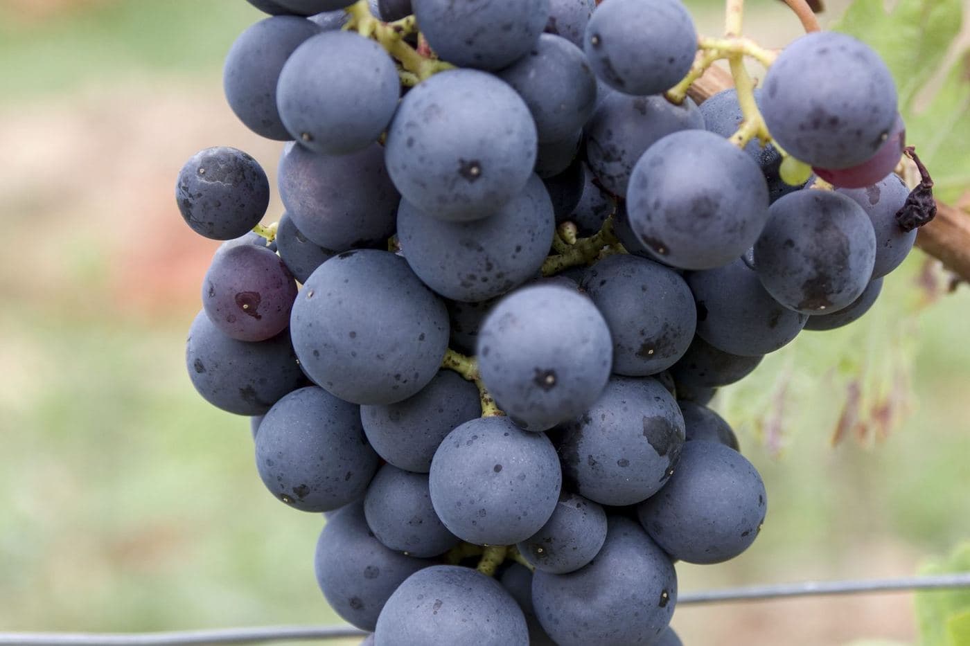 Cacho de uva Nero di Troia azulado na videira
