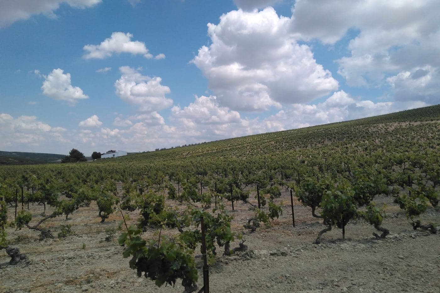 Vinhedo de Palomino em solo branco de albariza na campiña de Jerez sob nuvens