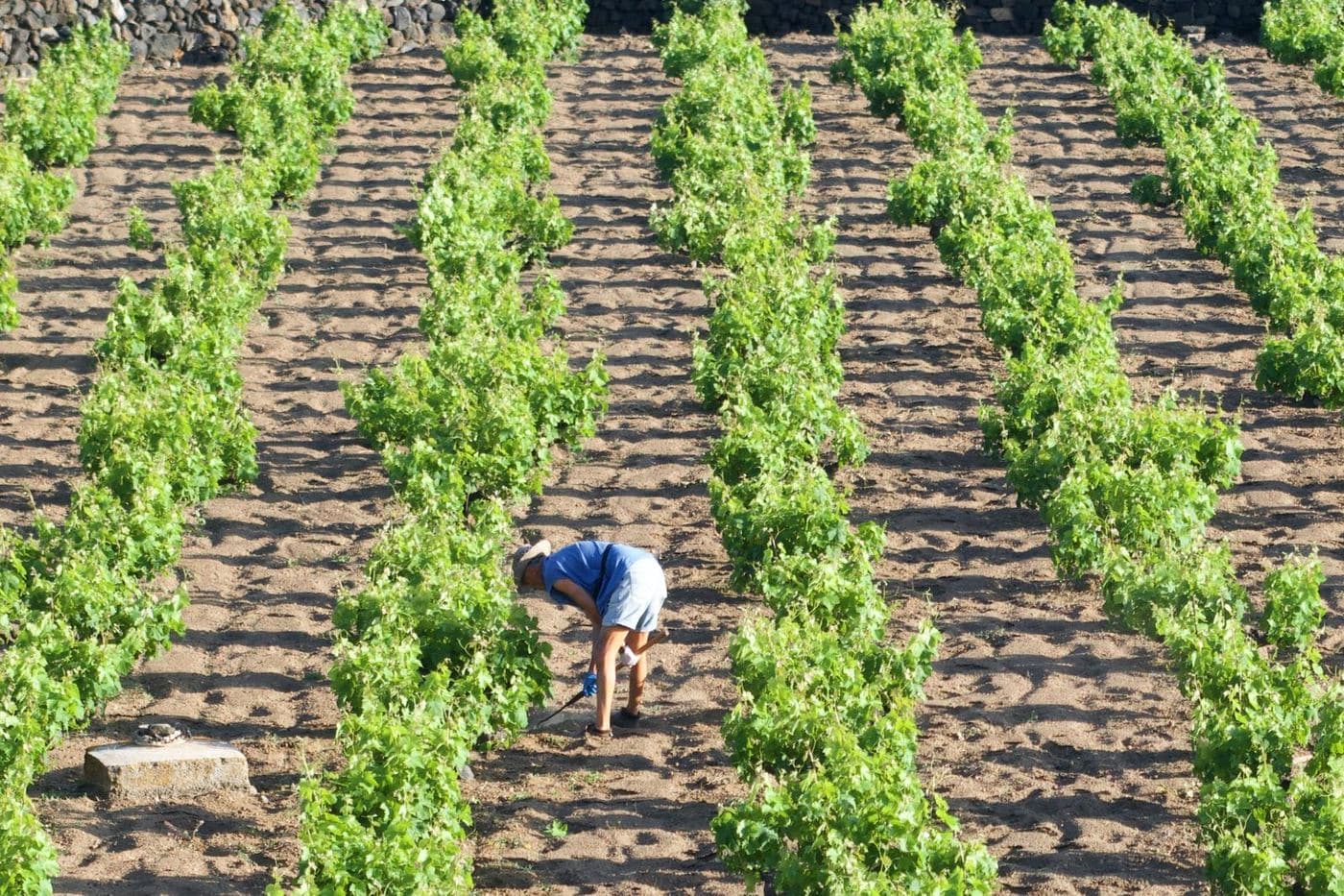 Videiras em alberello plantadas em covas entre muros de pedra em Pantelleria