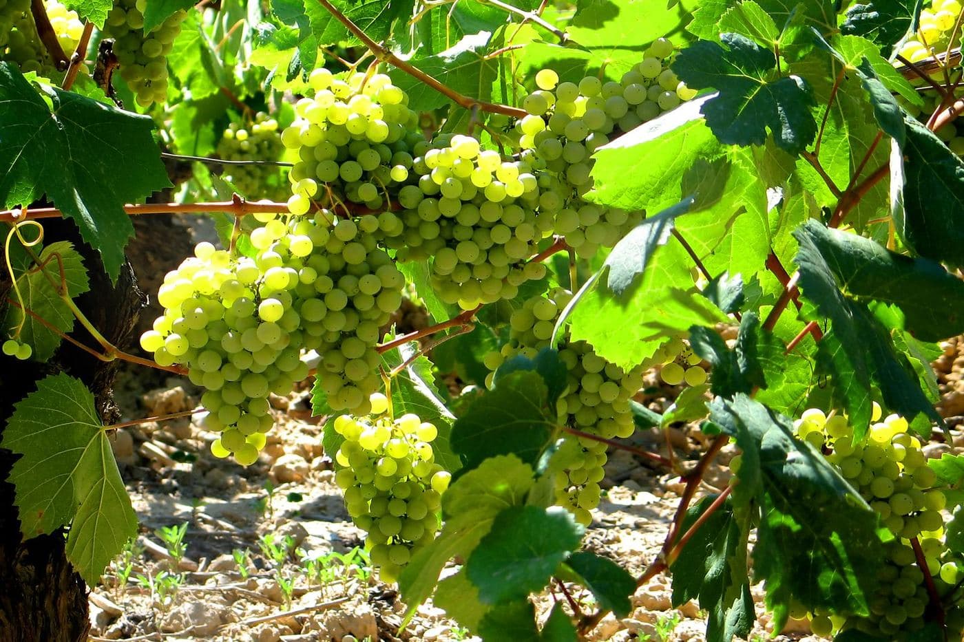 Cachos de uva Parellada na videira em Sant Sadurní d'Anoia
