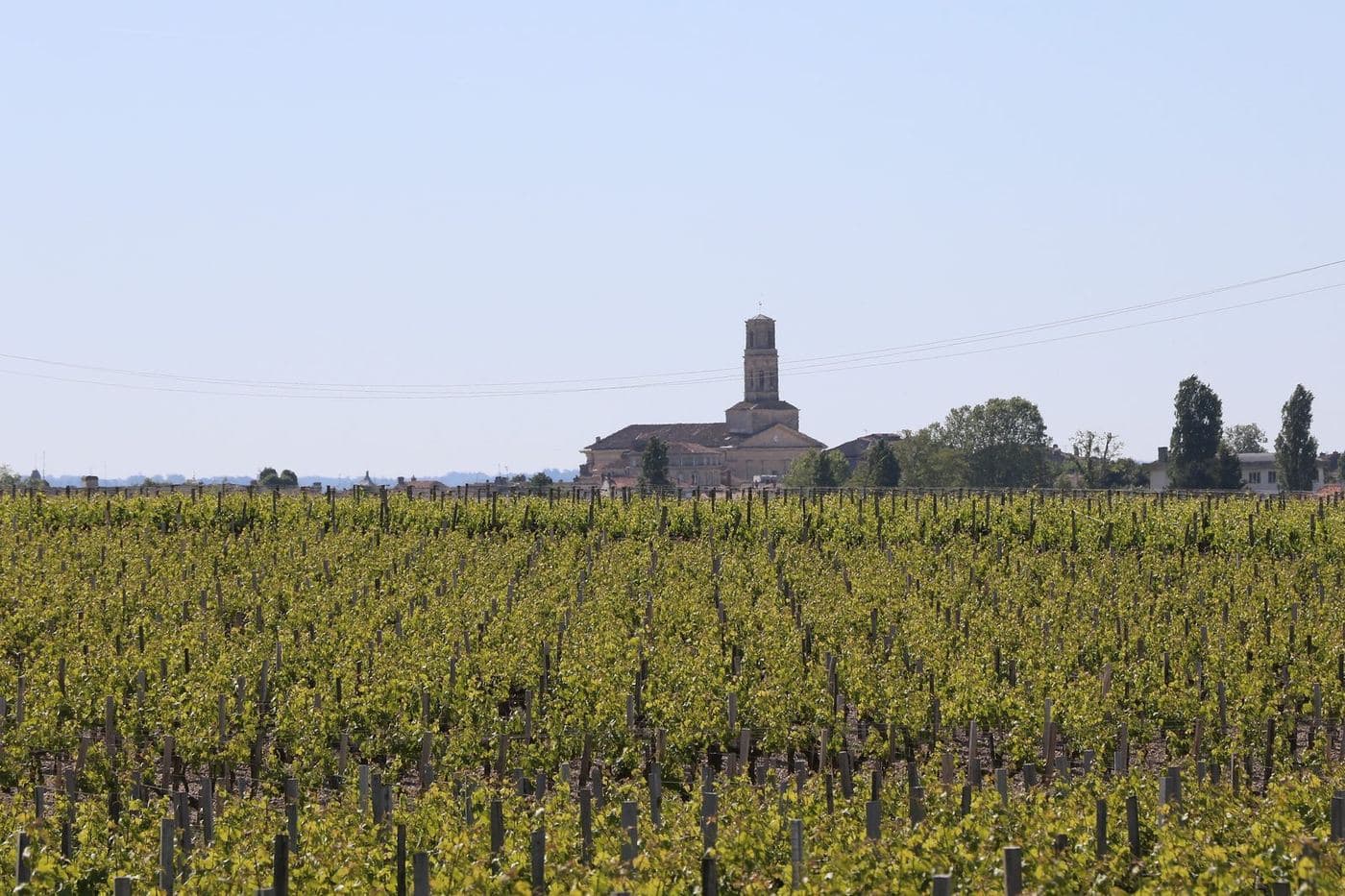 Vinhedos de Pauillac na primavera com a igreja Saint-Martin ao fundo