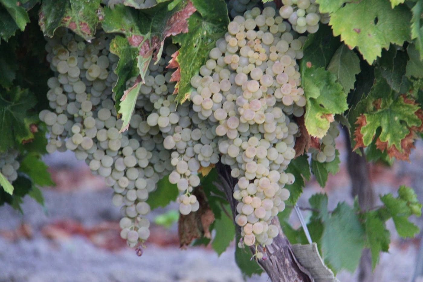 Cachos maduros de uva Pedro Ximénez pendurados na videira