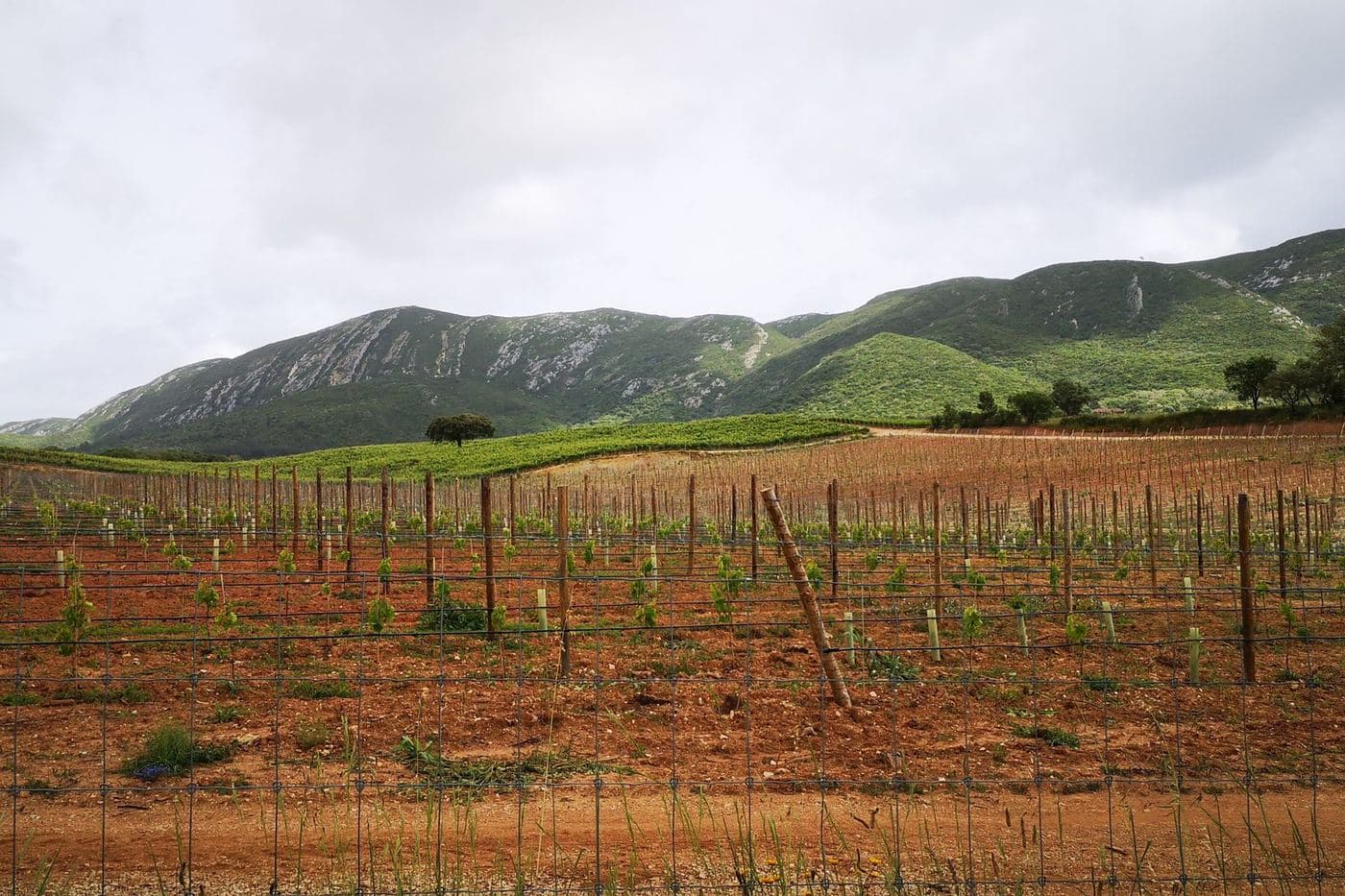 Vinhas jovens em solo avermelhado no sopé da Serra da Arrábida