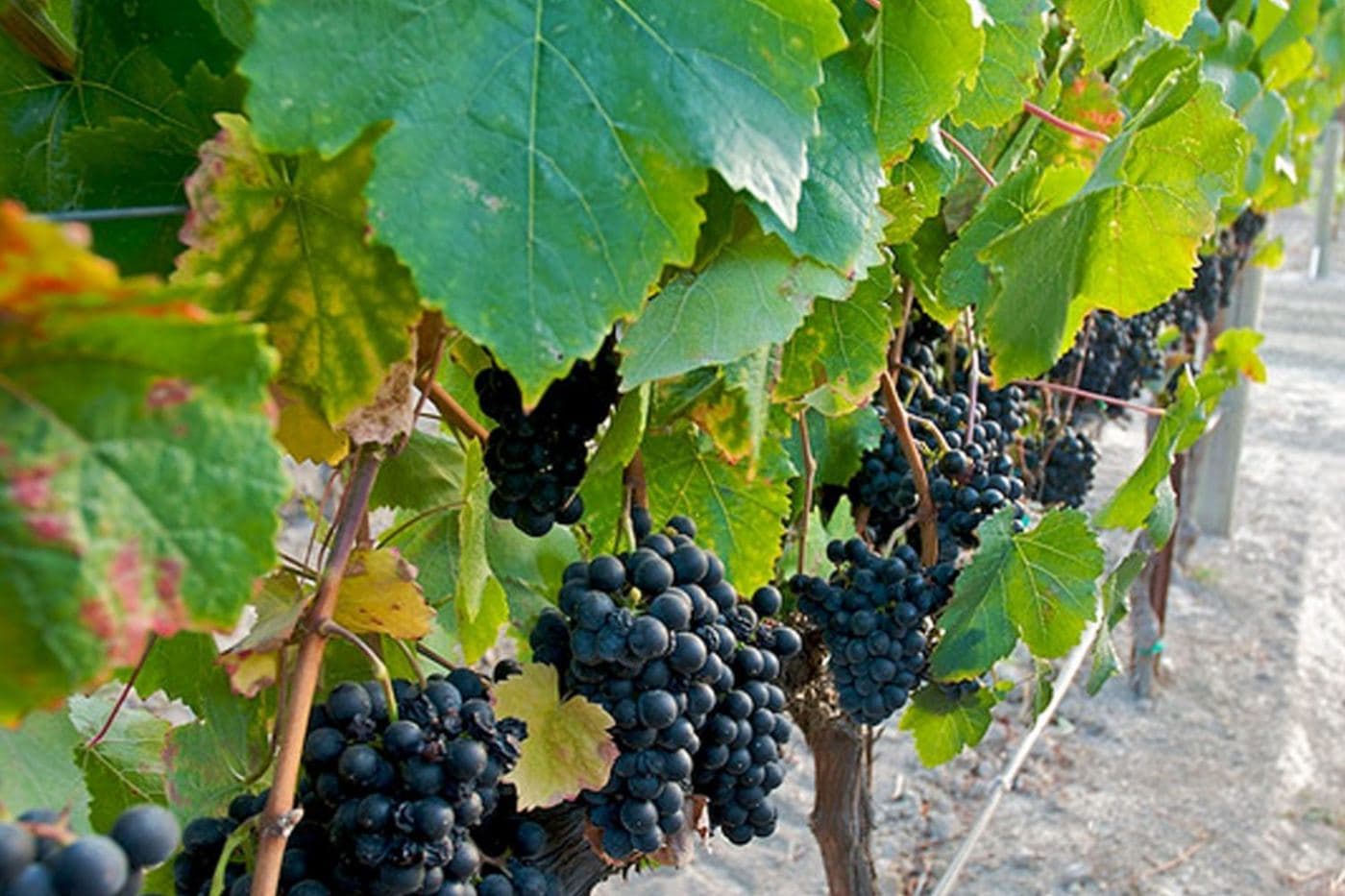 Cachos de Petit Verdot maduros pendendo da videira entre folhas