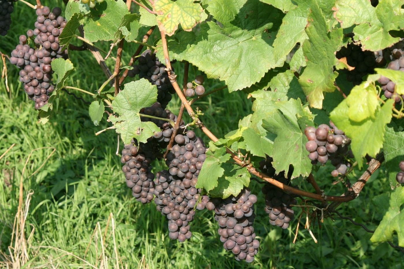 Cachos de Pinot Gris com bagas rosadas pendendo da videira
