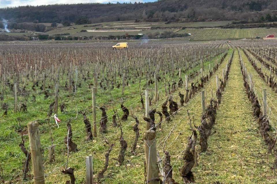 Fileiras de videiras podadas de Pinot Noir com colina ao fundo