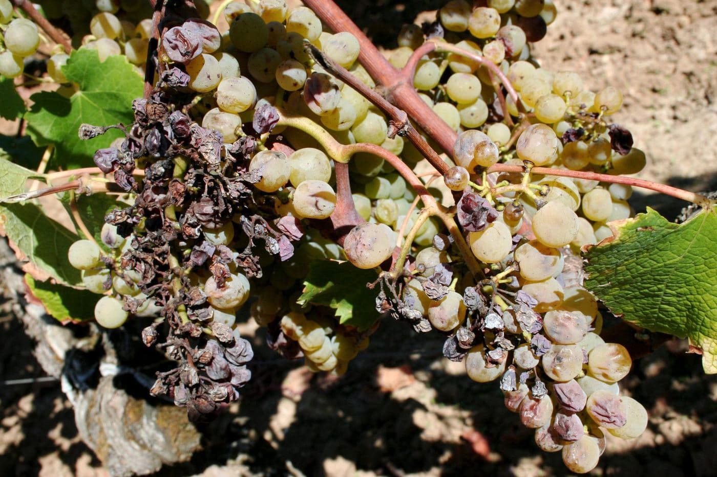 Cacho de uvas brancas com podridão nobre em Barsac, Sauternes