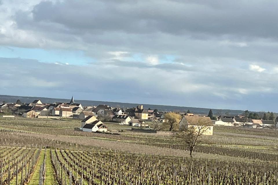 Fileiras de vinhas de inverno com o vilarejo de Pommard ao fundo