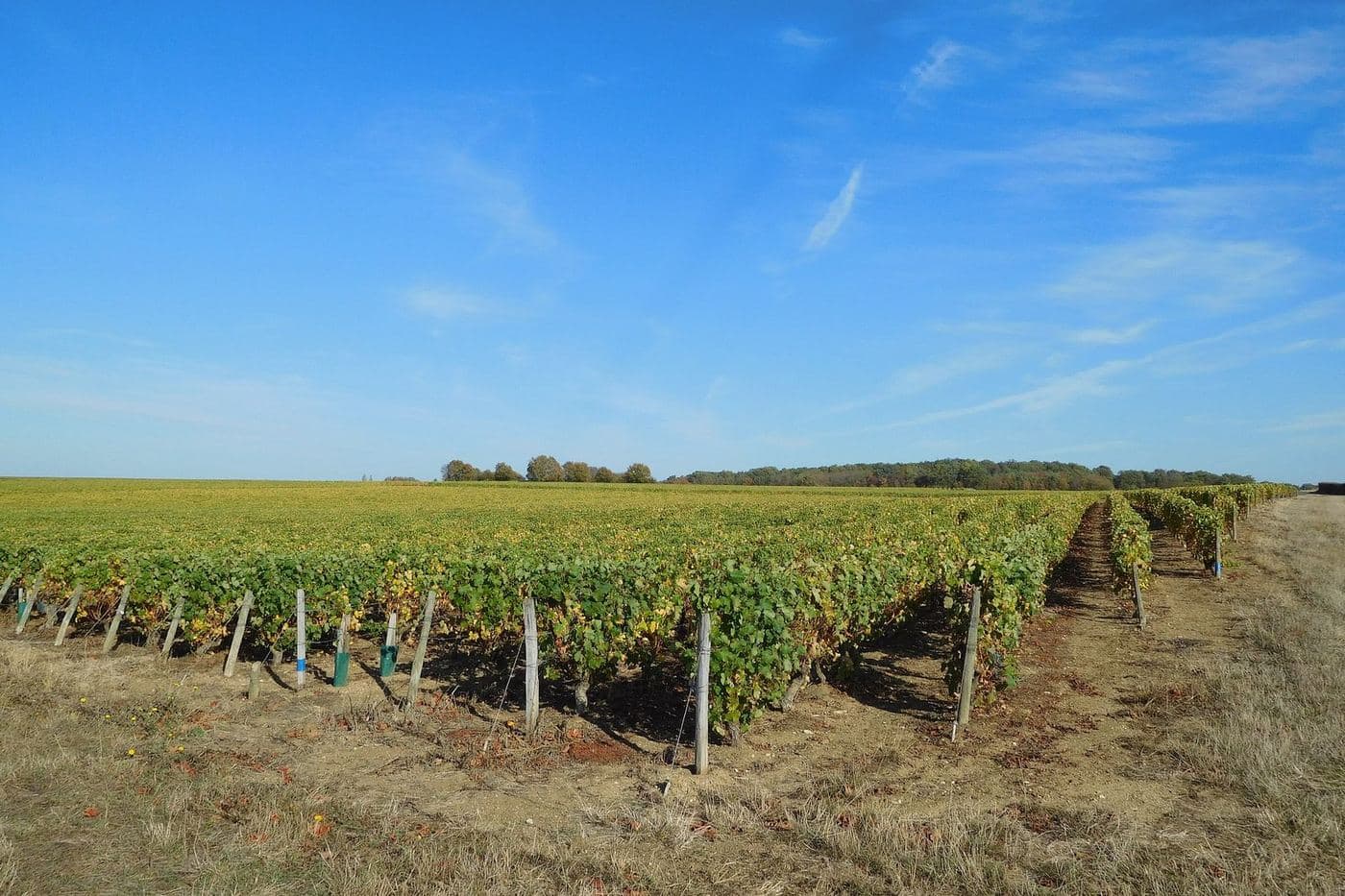 Fileiras de videiras sob céu azul no vinhedo de Pouilly-Fumé, perto de Saint-Andelain