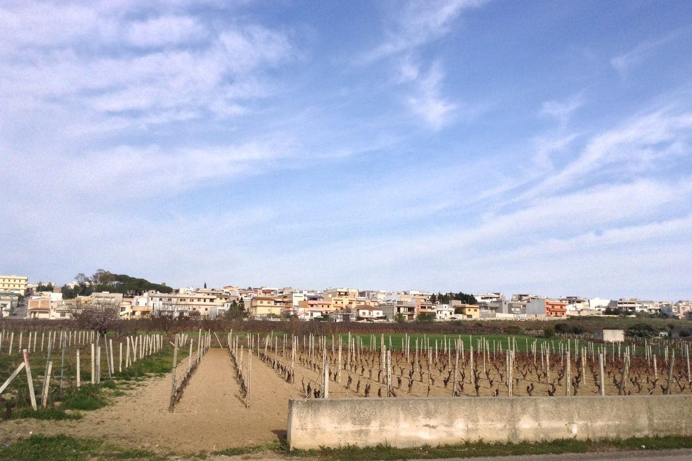 Vinhedo em San Marzano di San Giuseppe, na zona do Primitivo di Manduria
