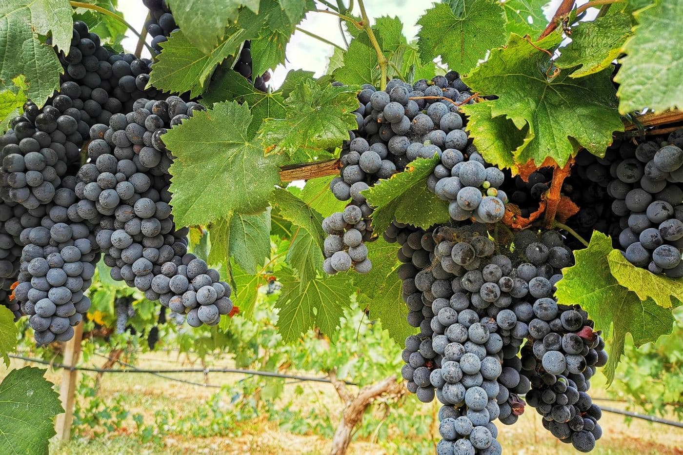 Cachos escuros de Primitivo entre folhas verdes em vinhedo da Puglia