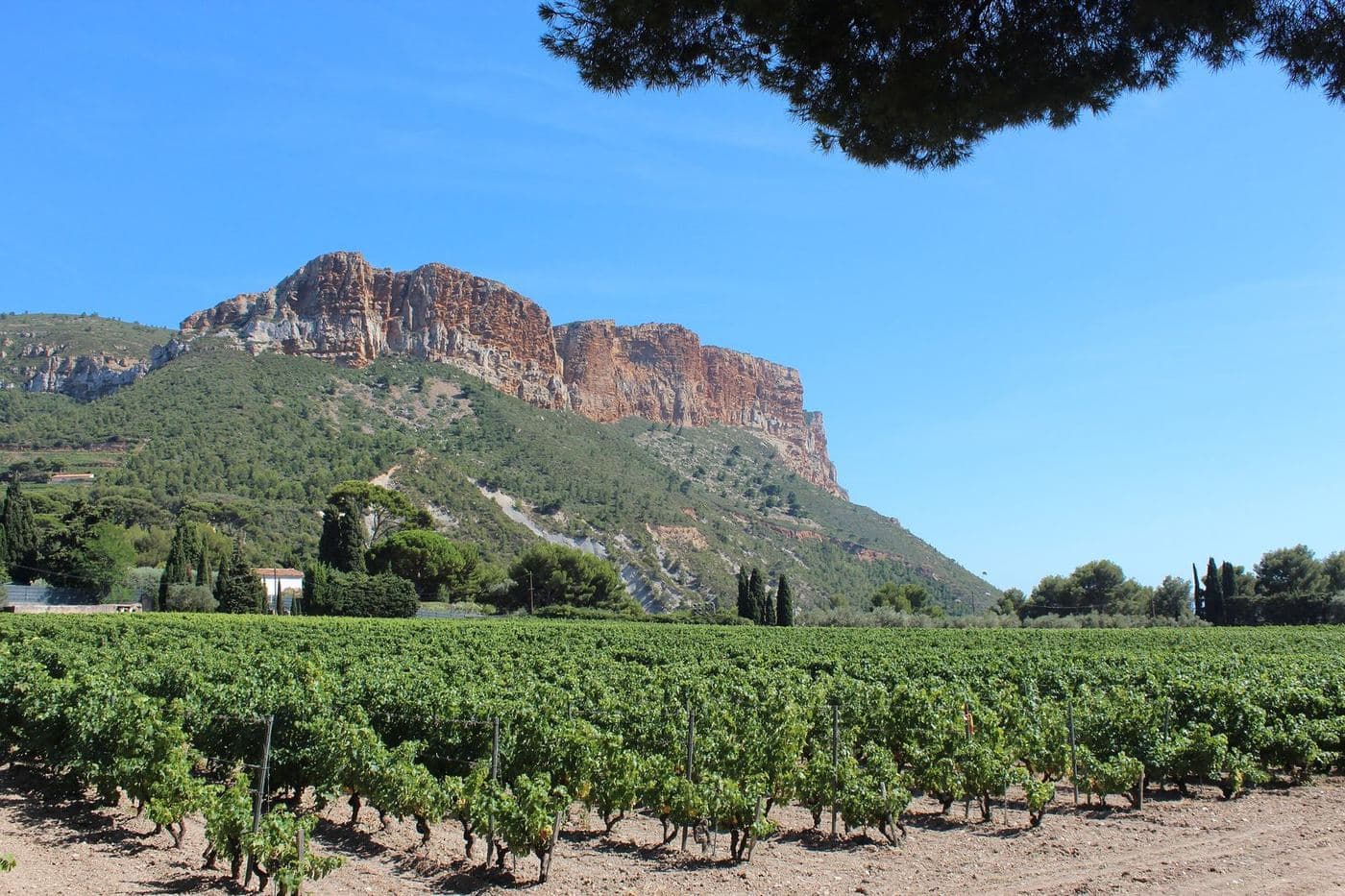 Vinhedo de Cassis com o penhasco avermelhado do Cap Canaille ao fundo, Provence