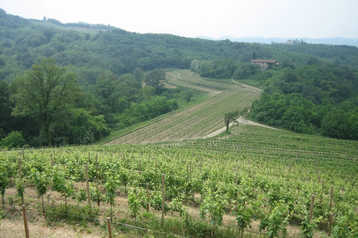 Vinhedos em colina junto à Rocca Bernarda, nos Colli Orientali del Friuli