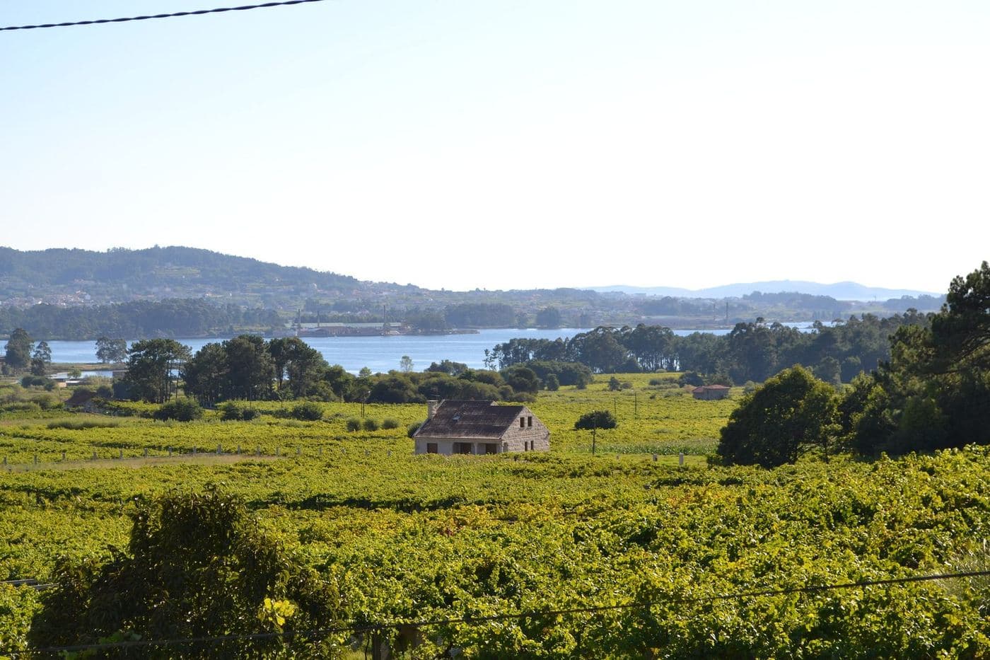 Vinhedos de Albariño em Cambados, Rías Baixas, com a ria ao fundo