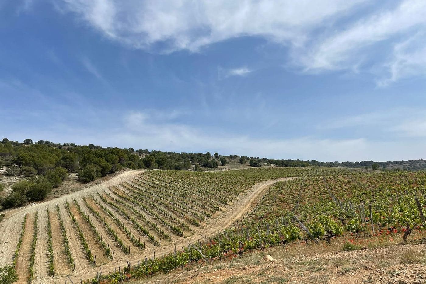 Vinhedo em encosta com fileiras de videiras e céu azul em Ribera del Duero
