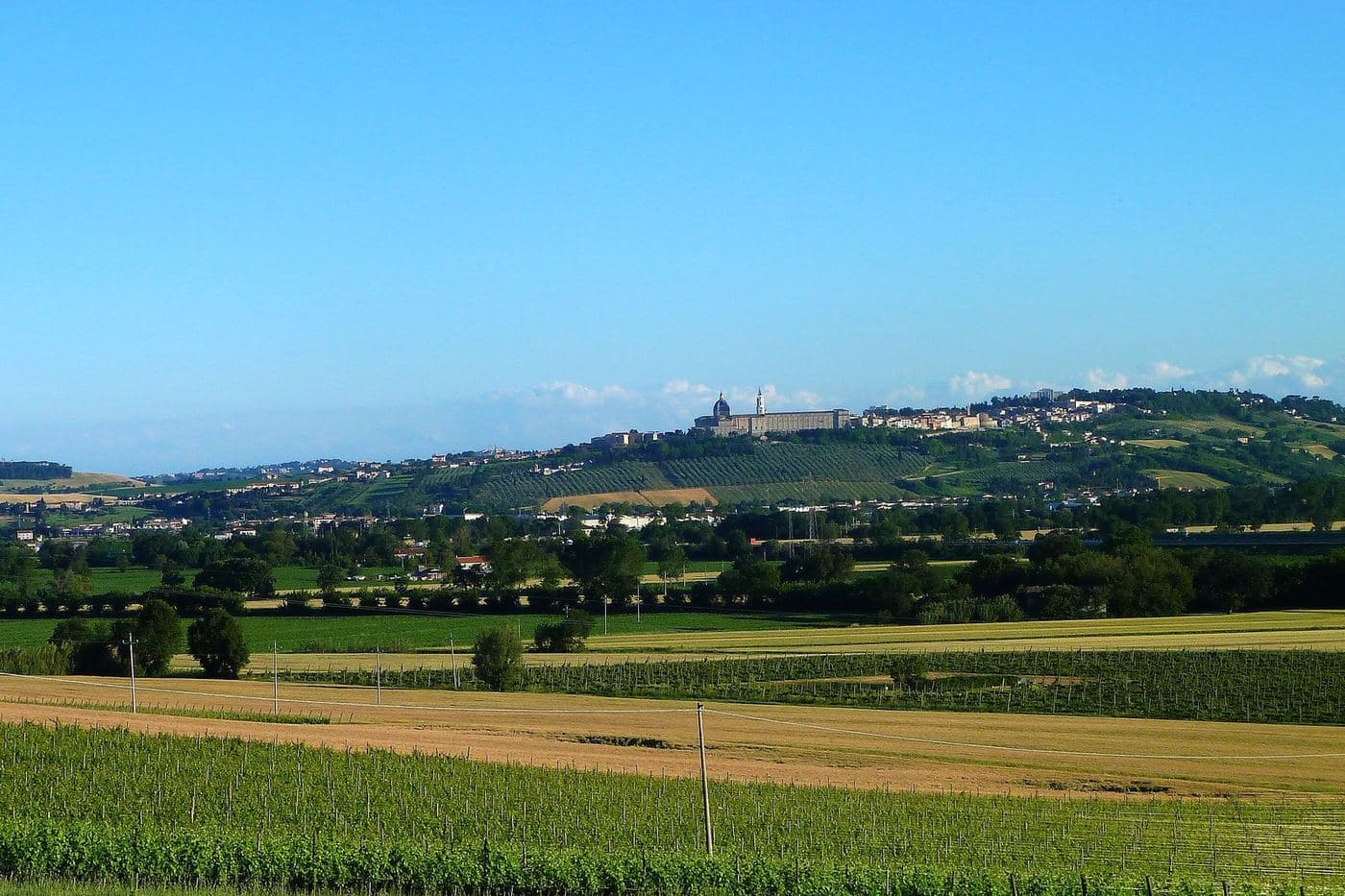 Vinhedos de Montepulciano para Rosso Conero com Loreto no horizonte