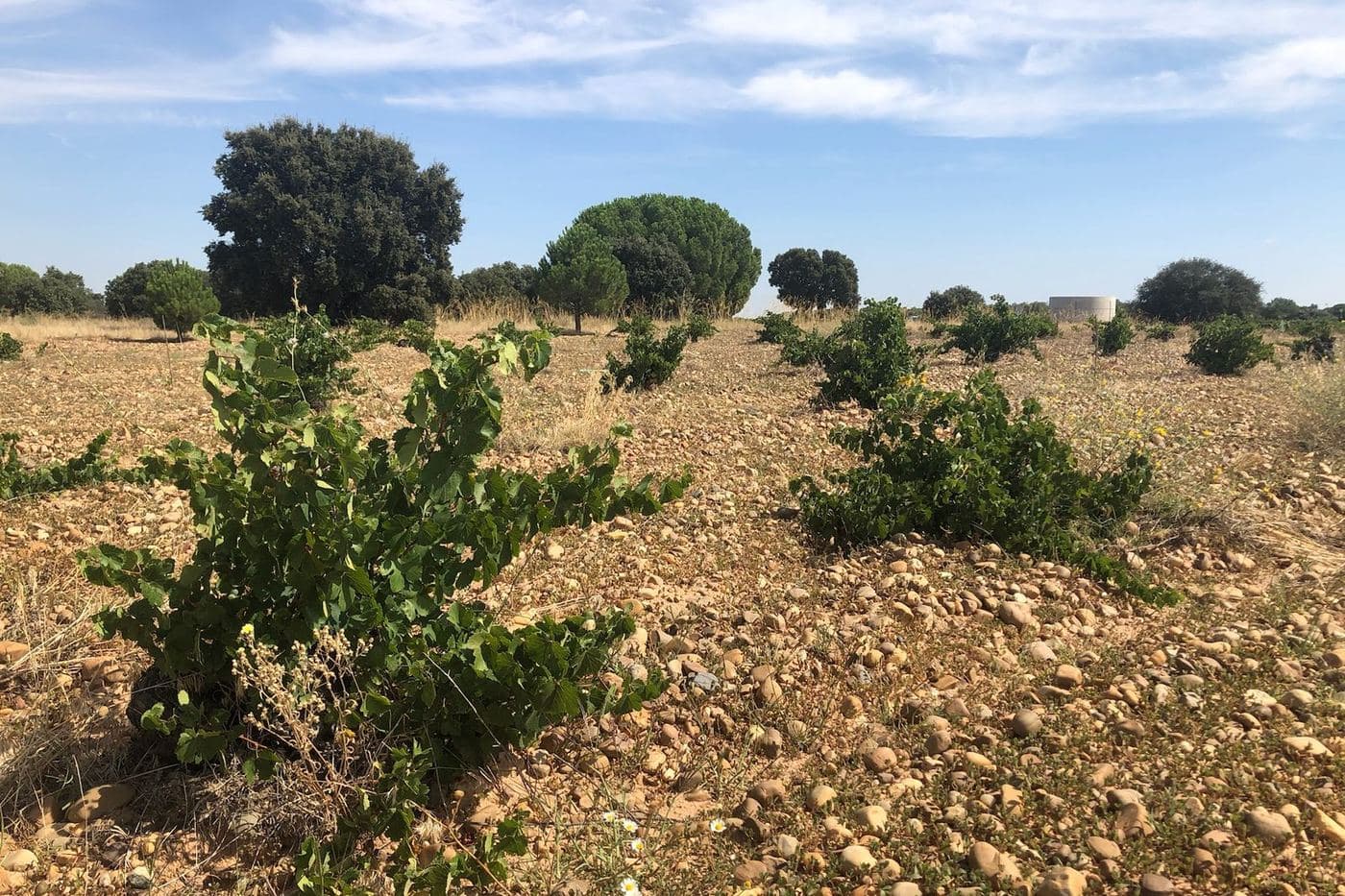 Vinhas antigas em solo pedregoso no vinhedo Martinsancho, em La Seca, Rueda
