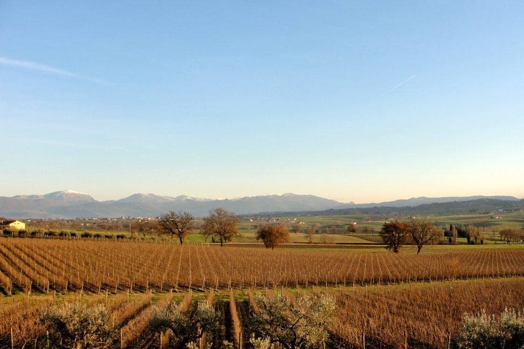 Vinhedos de Sagrantino em Montefalco com os Apeninos ao fundo
