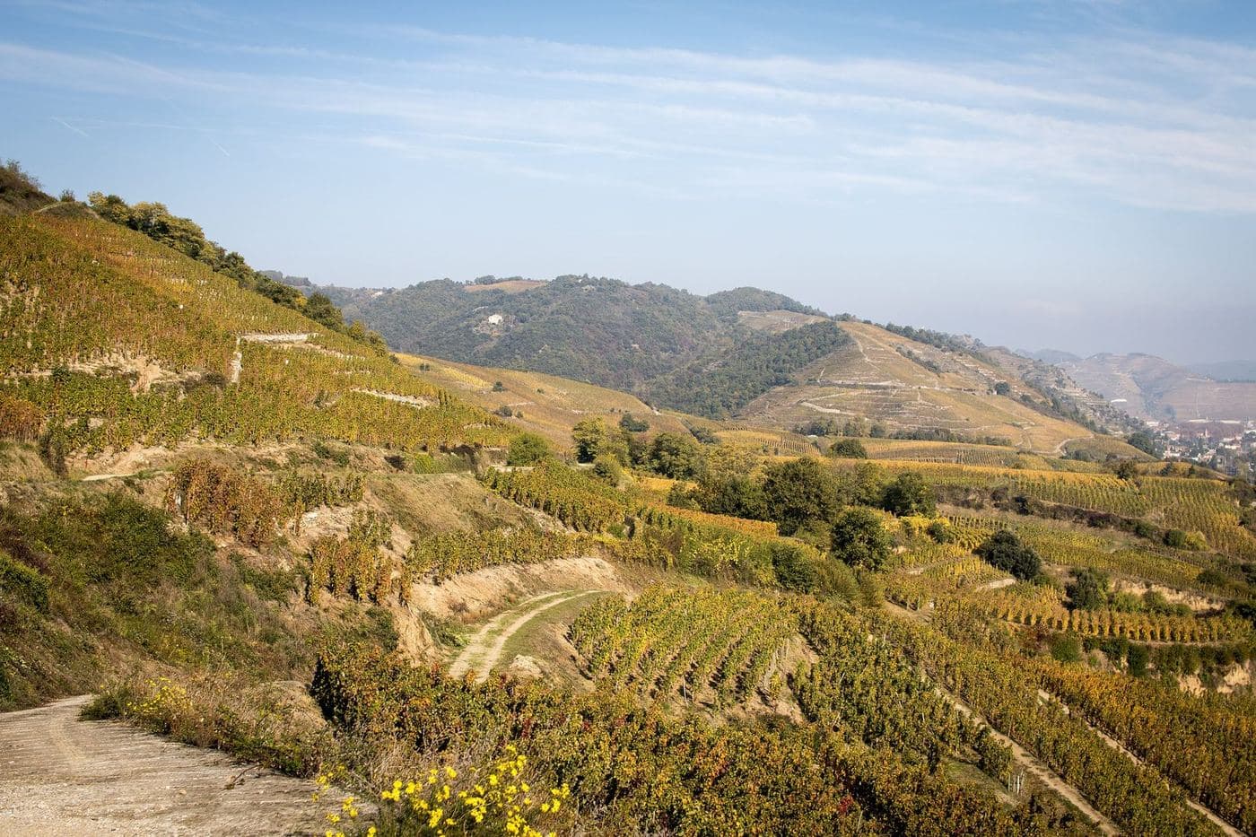 Encostas íngremes com vinhedos em terraços na AOC Saint-Joseph