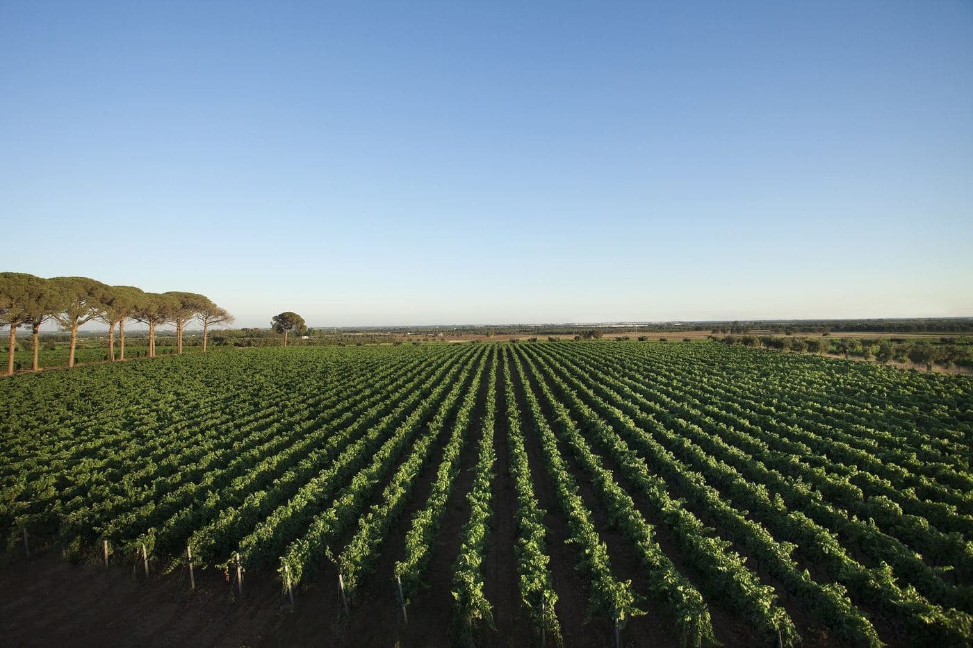 Imenso vinhedo plano no Salento com pinheiros no horizonte
