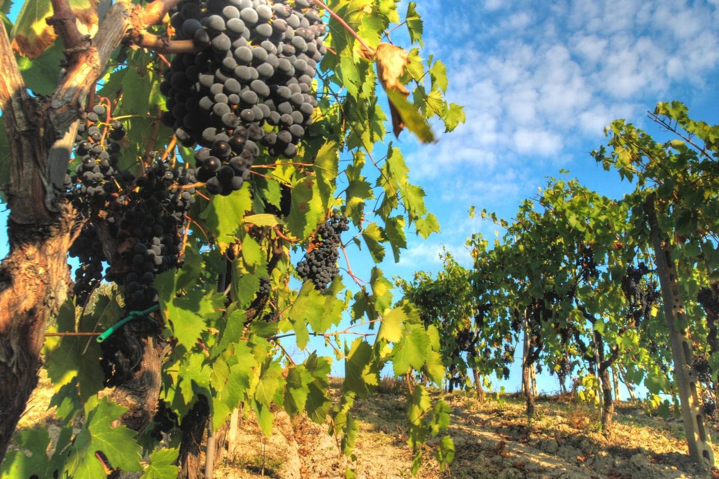 Cachos de Sangiovese maduros na videira no Chianti
