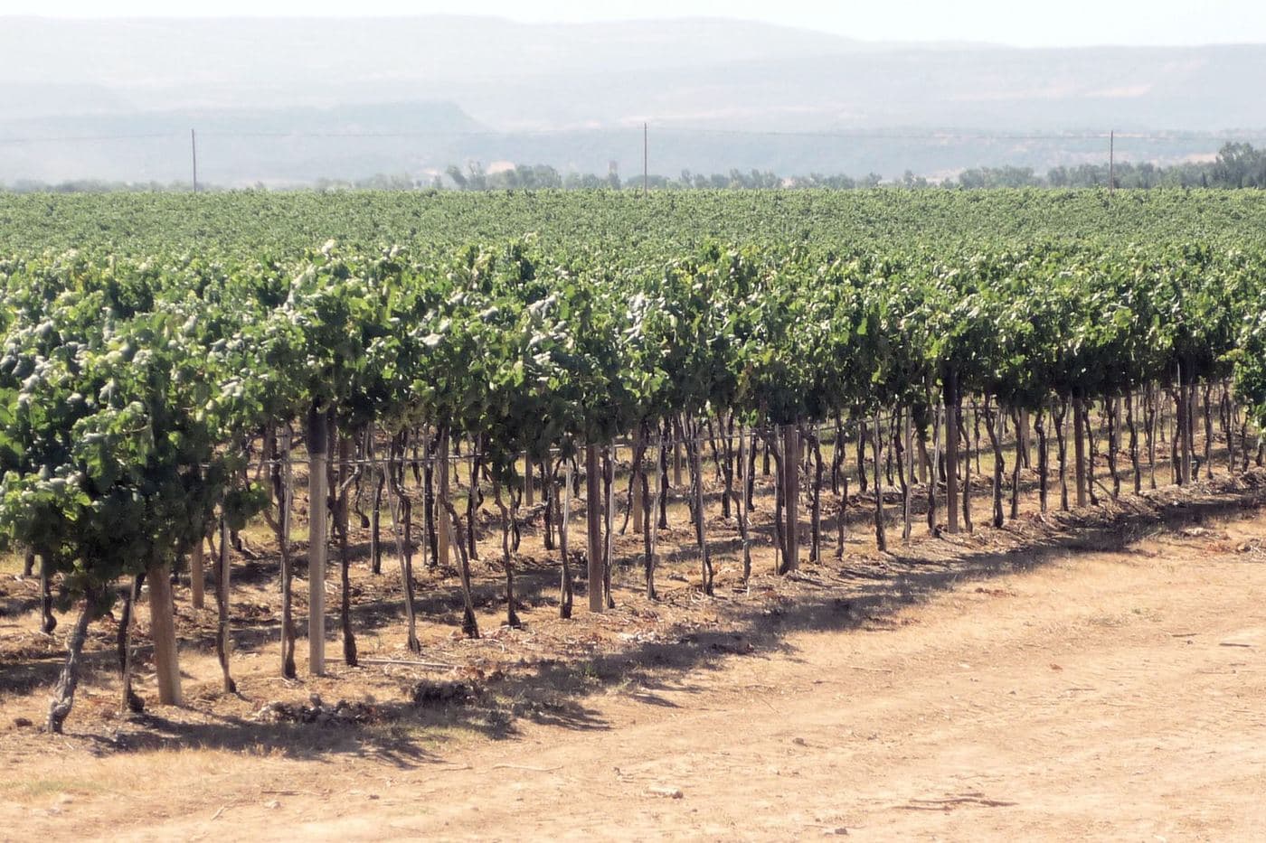 Vinhedos extensos da propriedade Sella & Mosca em Alghero, Sardenha