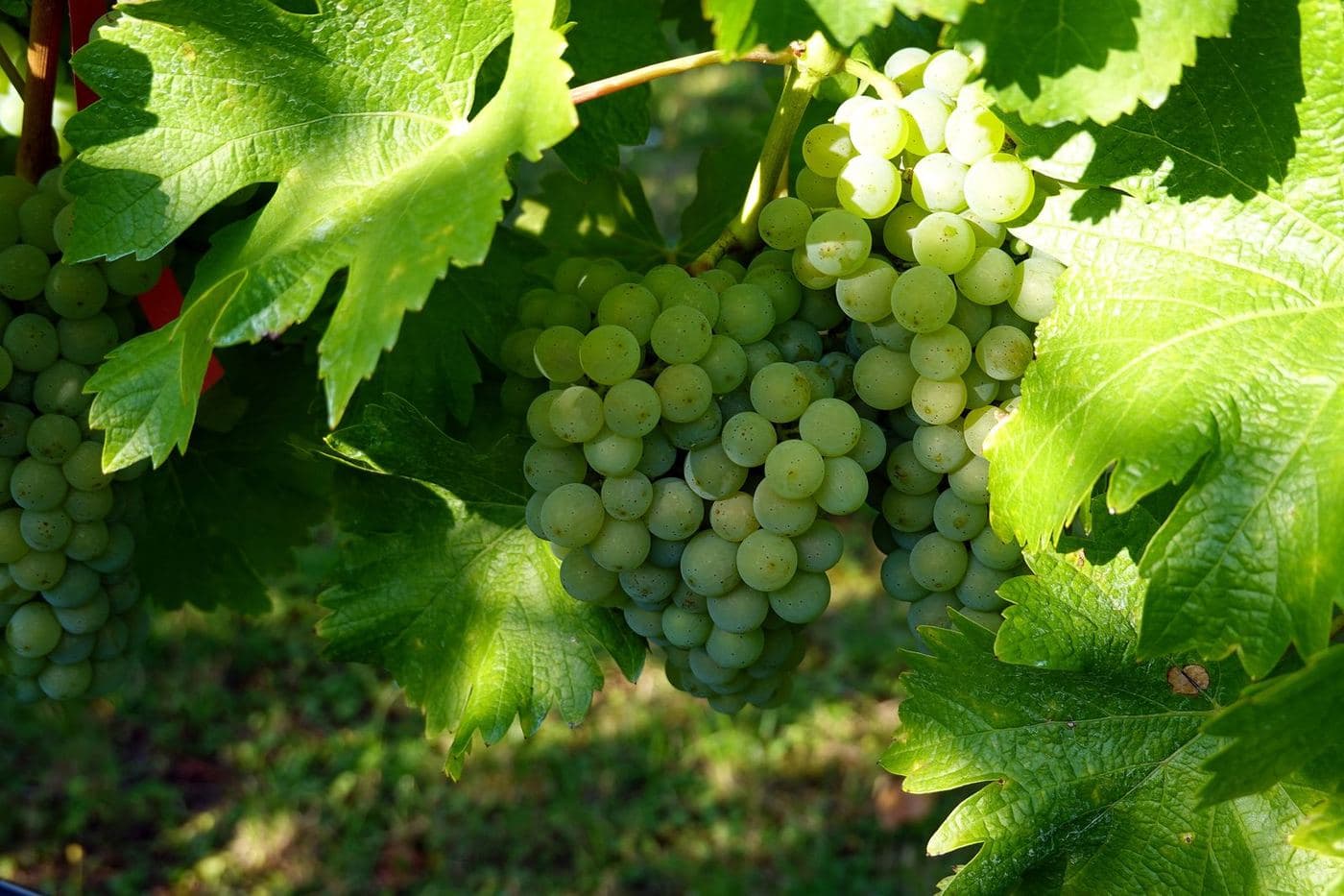 Cachos de Sauvignon Blanc verdes entre folhas da videira