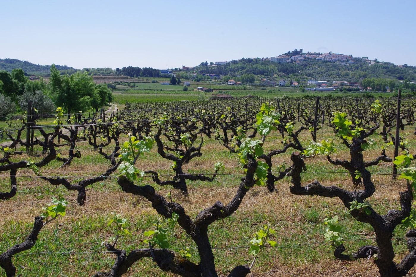 Videiras velhas brotando perto de Belmonte, com a vila no alto da colina