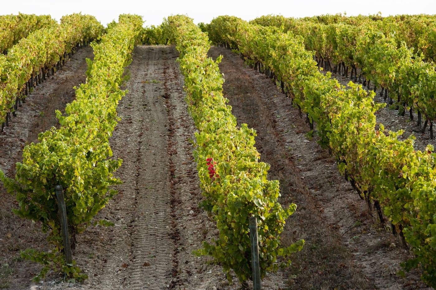 Fileiras de videiras em cores de outono no vinhedo de Gaillac, Sudoeste da França