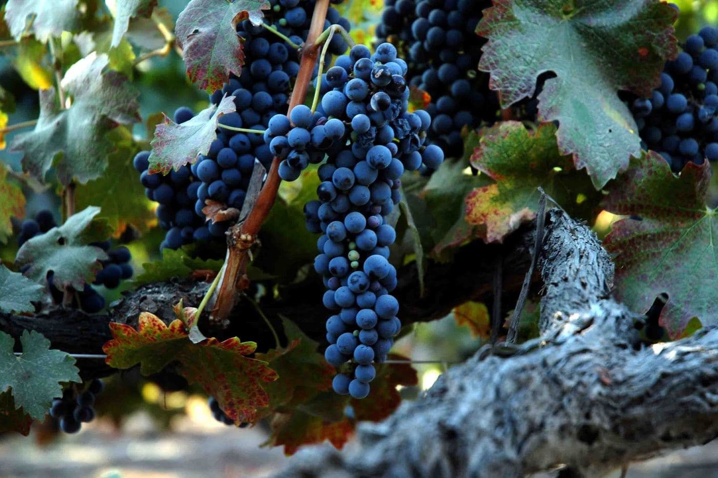 Cachos de Syrah maduros em videira velha de tronco retorcido