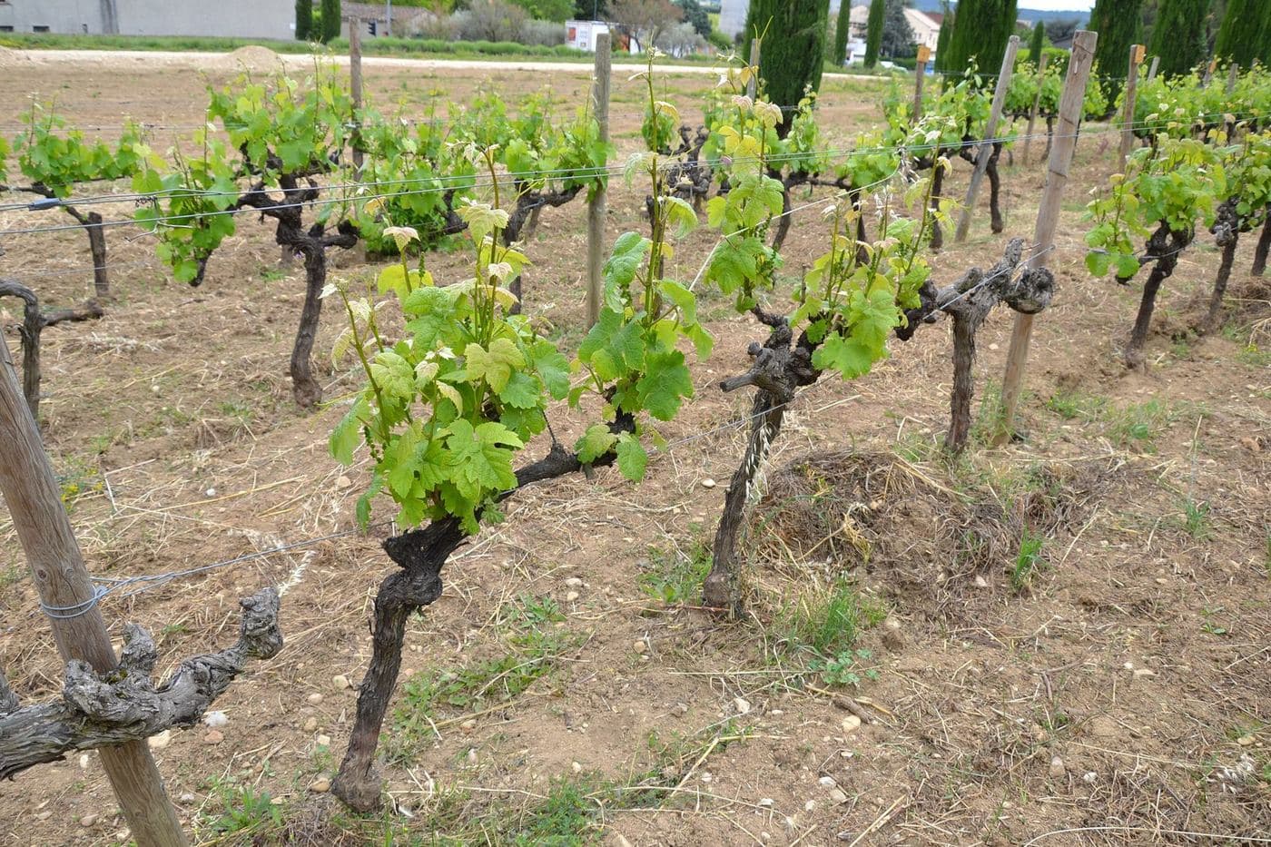 Videiras de Tannat brotando na primavera