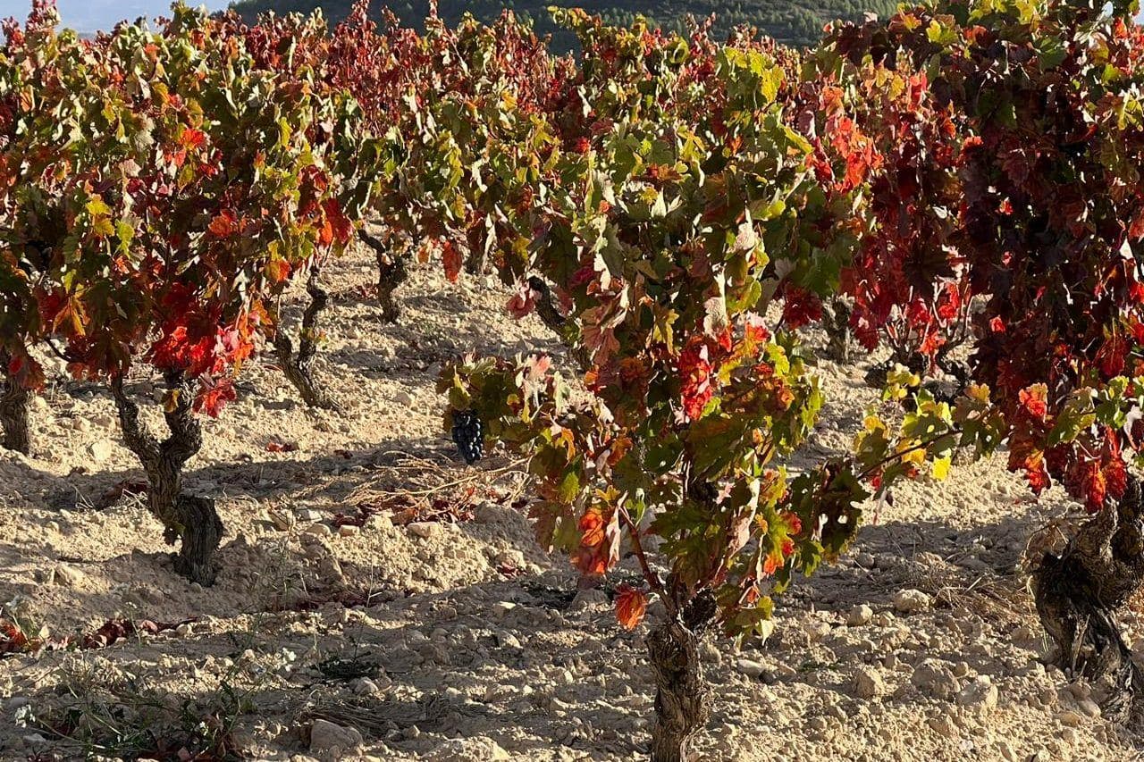 Cepas velhas de Tempranillo com folhas vermelhas de outono em solo pedregoso na Rioja