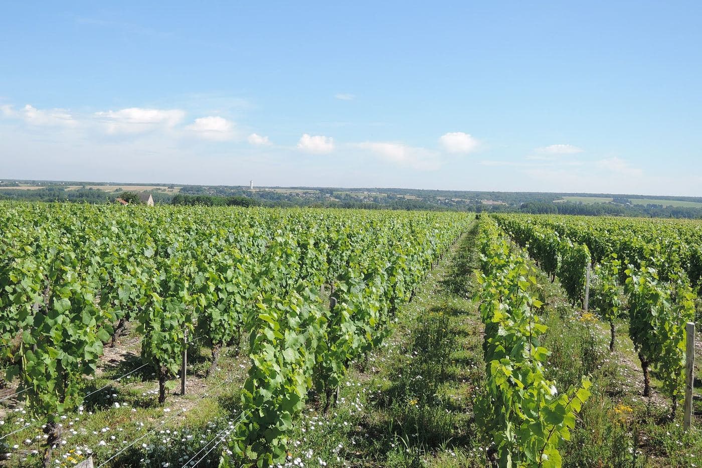 Fileiras de videiras sob céu azul em Civray-de-Touraine