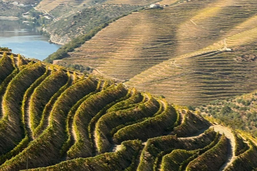 Socalcos de vinhedo do Douro vistos do alto com o rio ao fundo
