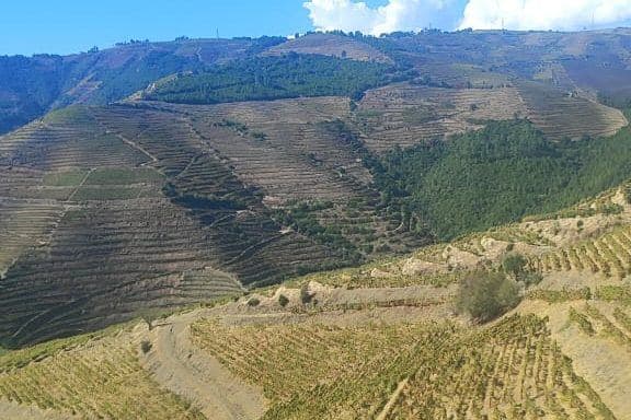 Vinhedos em socalcos do Douro com montanhas ao fundo
