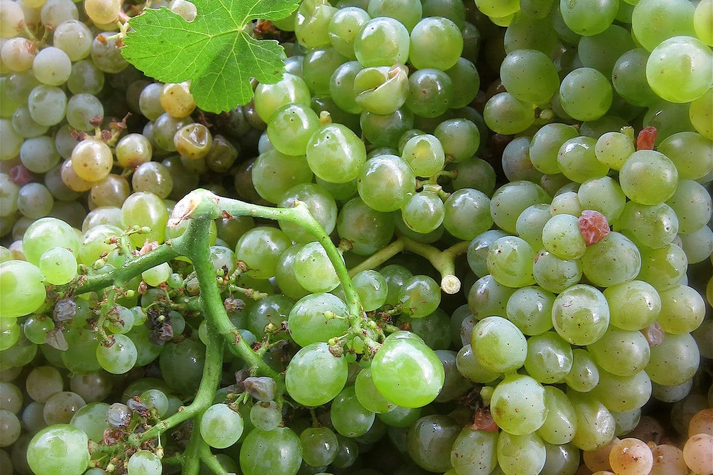 Cachos de uva Trajadura (Treixadura) recém-colhidos, verdes e dourados