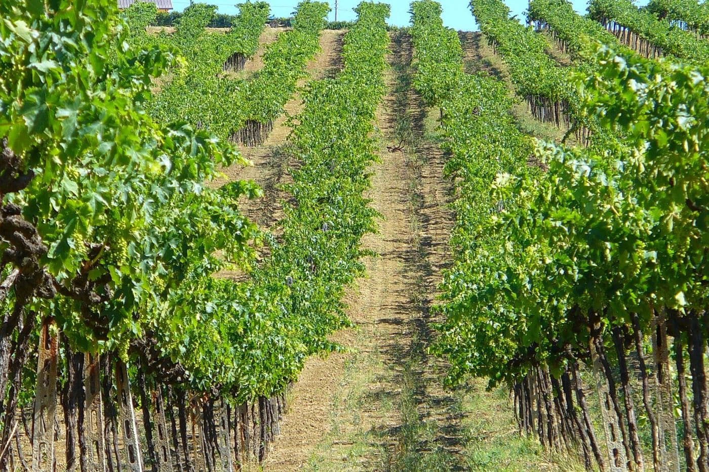 Fileiras largas de videiras verdejantes em vinhedo no Abruzzo