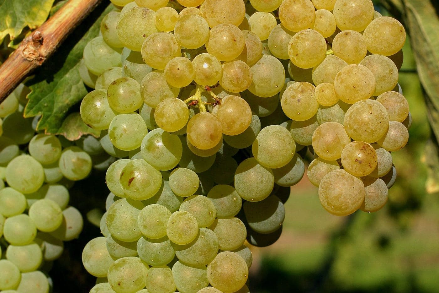 Cacho de uva Trebbiano Toscano na videira
