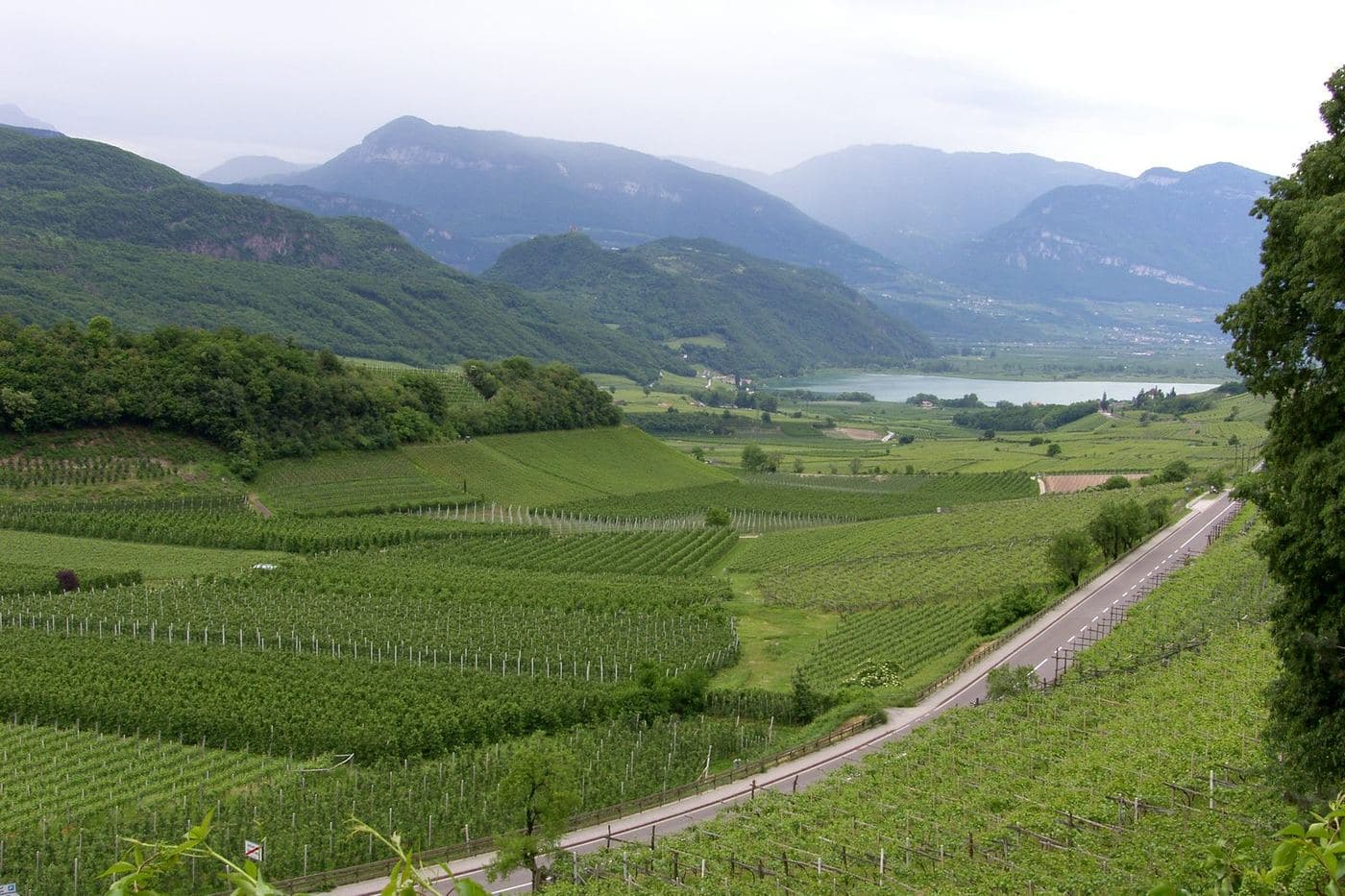 Vinhedos verdes da Rota do Vinho em Caldaro com o lago e montanhas